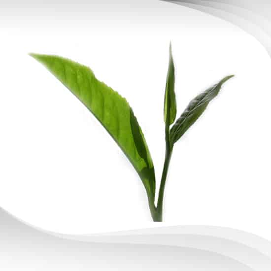 สารสกัดชาเขียว Green Tea Extract Powder