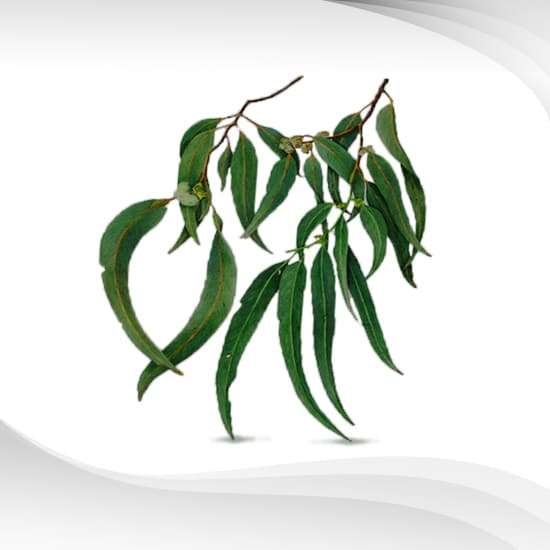 Eucalyptus Essential Oil : น้ำมันหอมระเหย ยูคาลิปตัส