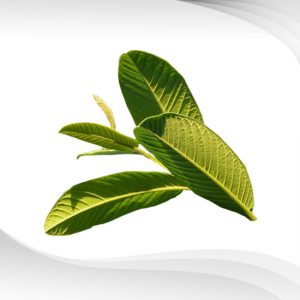 Guava Leaf Essential Oil