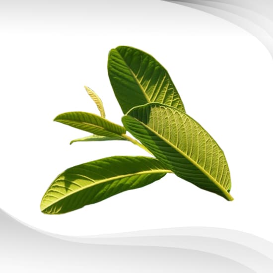 Guava Leaf Essential Oil