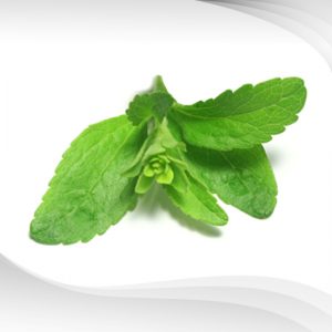 สารสกัดหญ้าหวาน ชนิดผง : Stevia Extract Powder