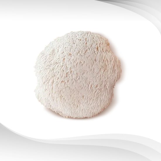 Yamabushitake Extract Powder (Lion’s Mane) : สารสกัดเห็ดยามาบูชิตาเกะ ชนิดผง