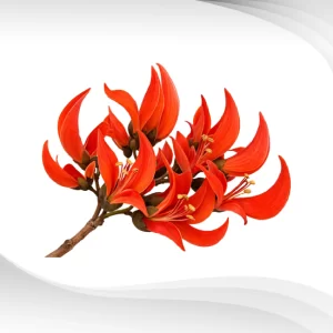 Butea-Superba-Extract-Powder_-0.2_-Flavonoids