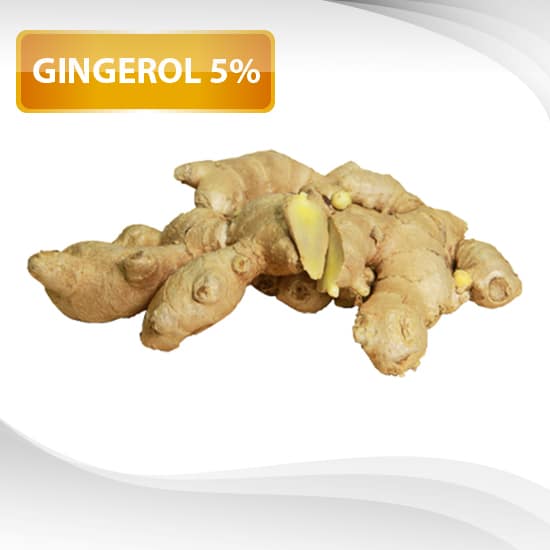 สารสกัดขิง : Ginger Extract Powder (Gingerol 5% / Water soluble)