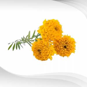 สารสกัดดอกดาวเรือง