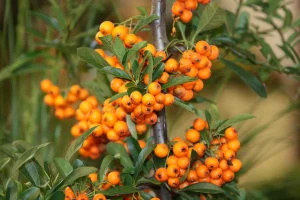Sea Buckthorn Fruit