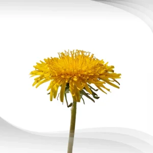dandelion