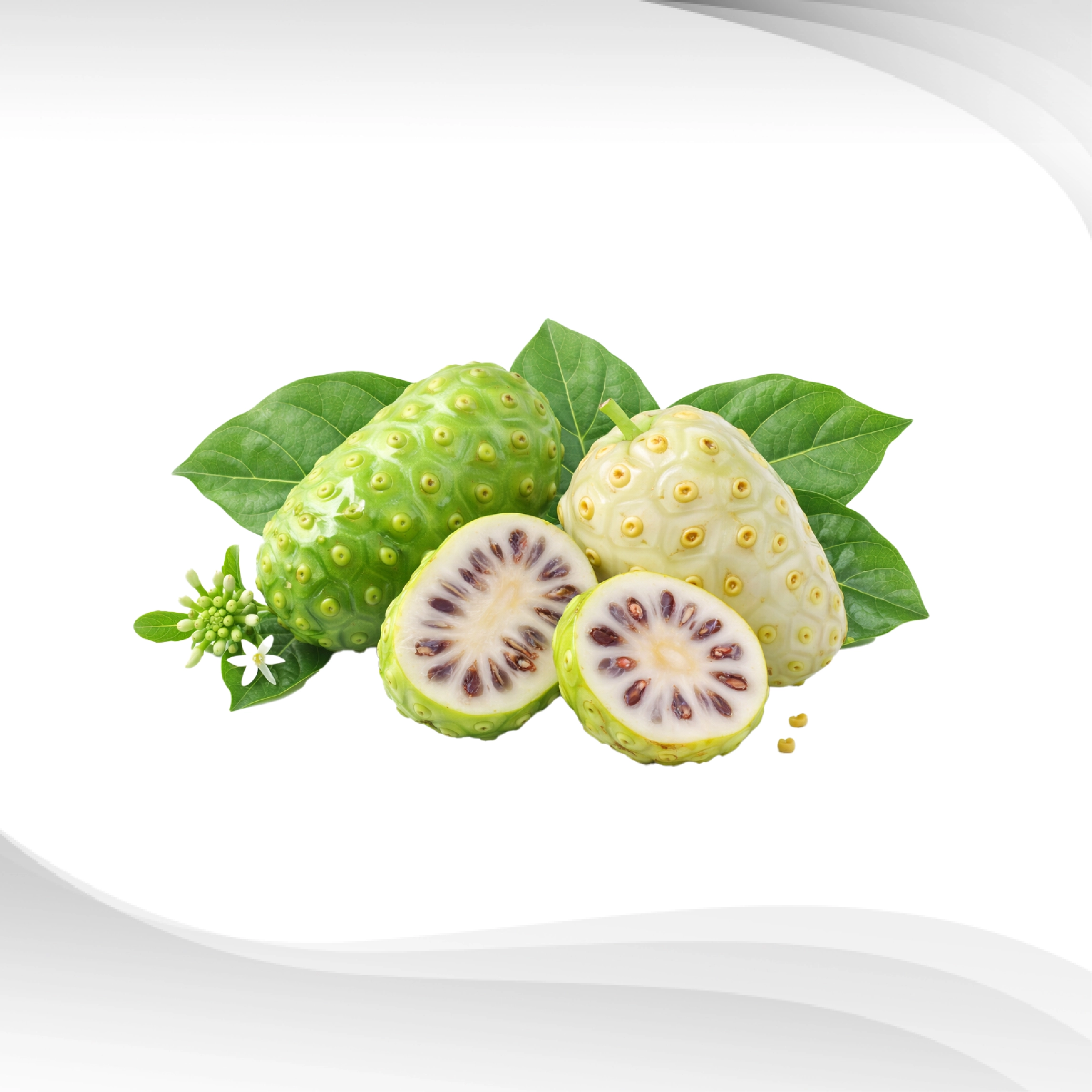 Morinda-citrifolia-L.