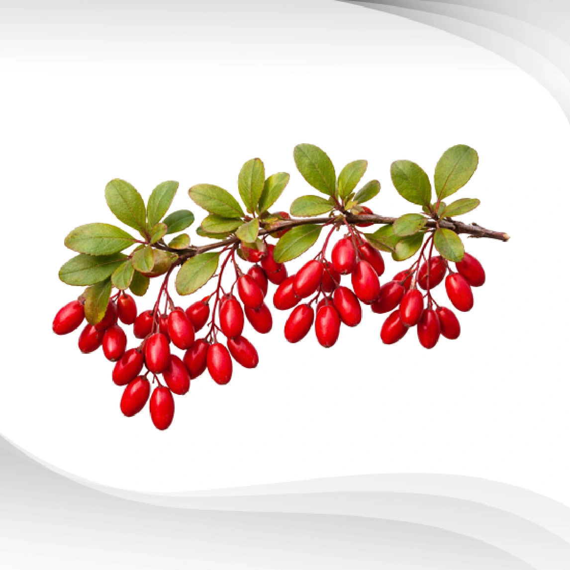 Berberis-Extract Berberis-Extract