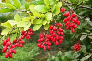 Berberis vulgaris L.