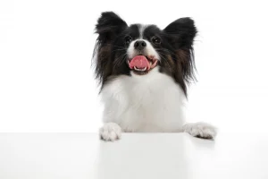 funny-papillon-dog-isolated-white