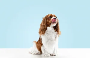 spaniel-puppy-playing-studio-cute-doggy-pet-is-sitting-isolated-blue-background-cavalier-king-charle