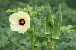 Abelmoschus esculentus (L.) Moench