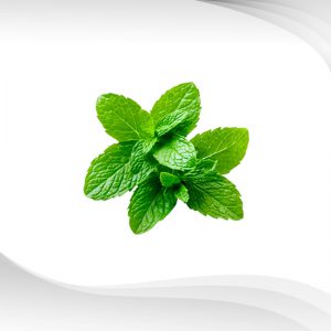 Mint Essential Oil