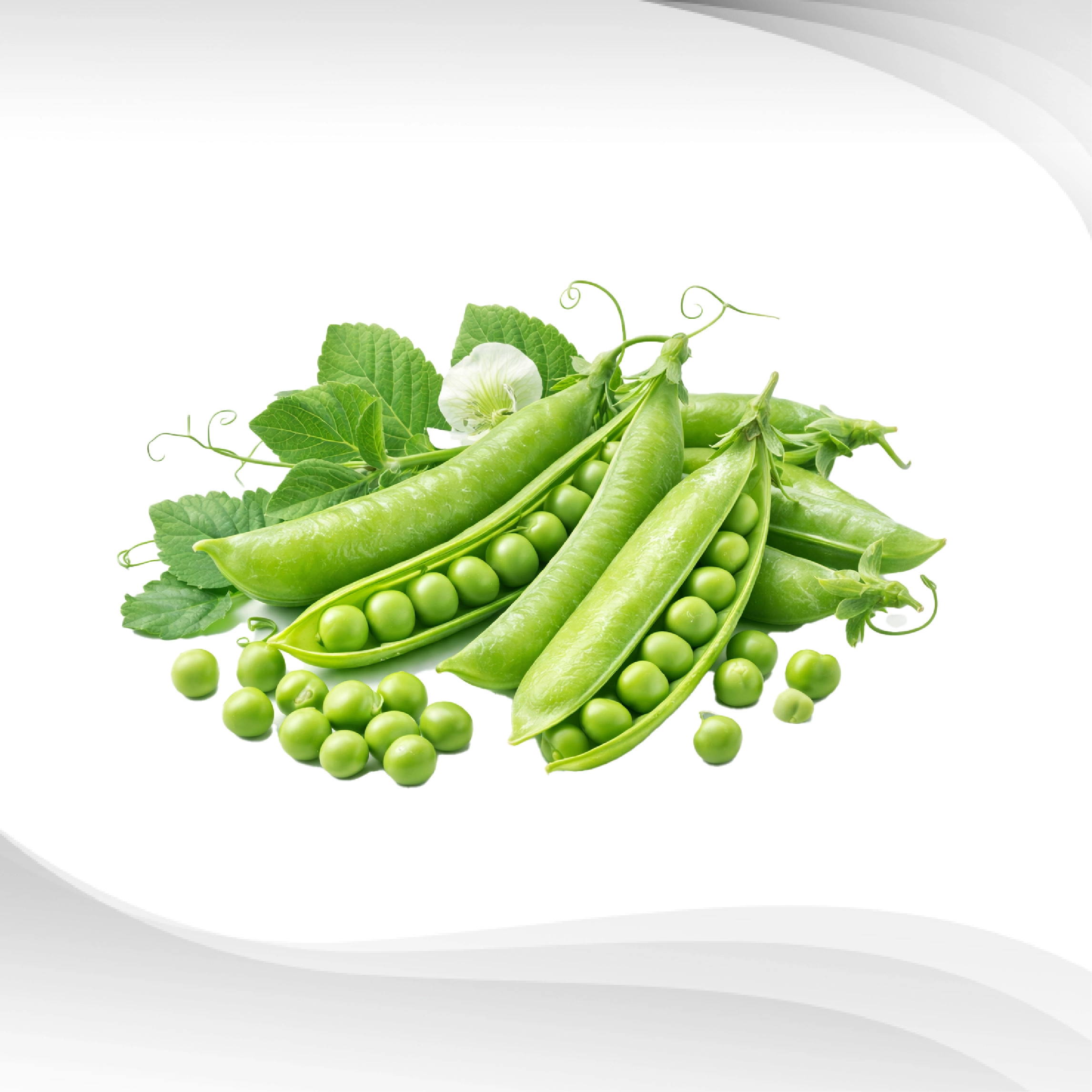 Pea-Protein-Powder-80_